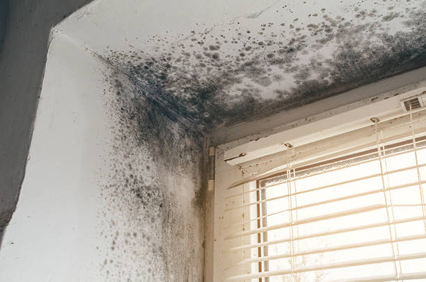 Affordable Mold Remediation solutions in Paris, TX