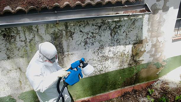 Top rated local Mold Remediation specialists in Paris, TX
